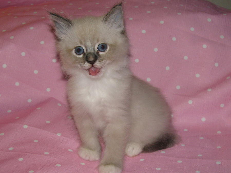 baby white lynx