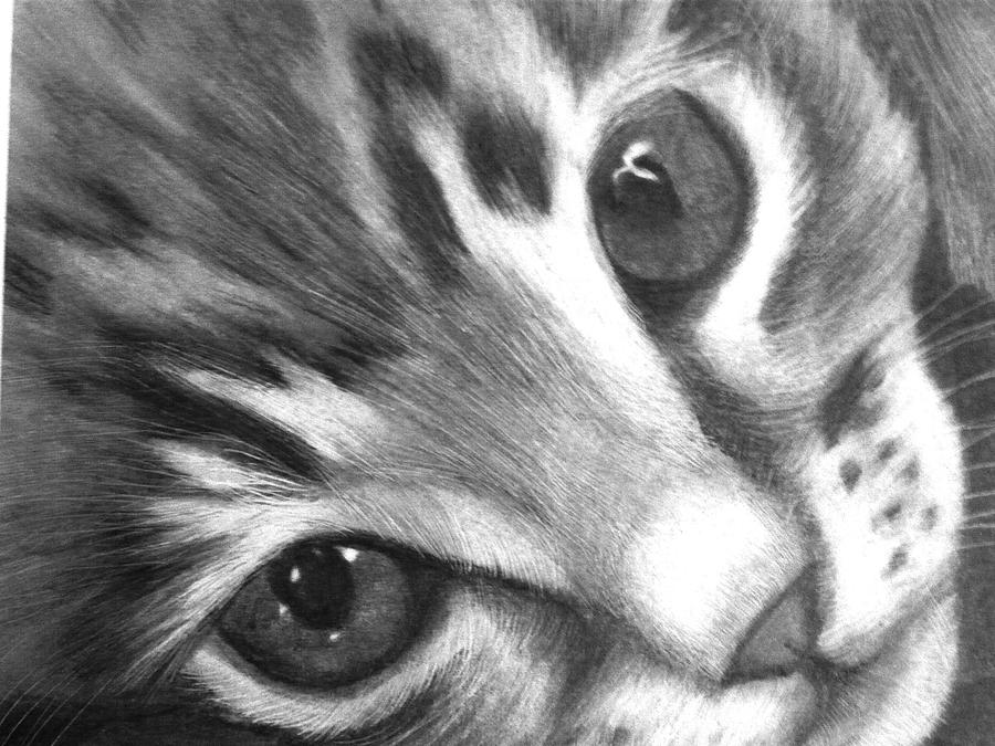 Kitten Drawing by Susan Barwell