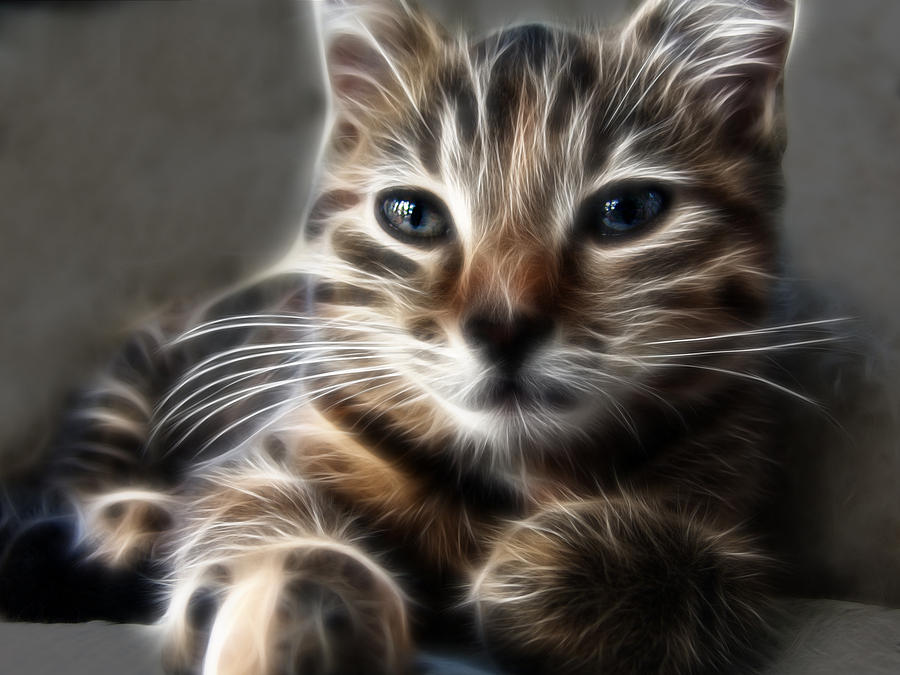 Cat Photograph - Kitten by Tilly Williams