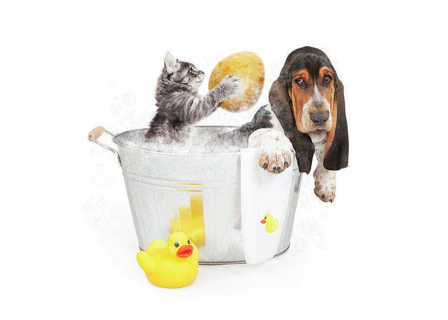 Kitten Washing Basset Hound in Tub Photograph by Good Focused