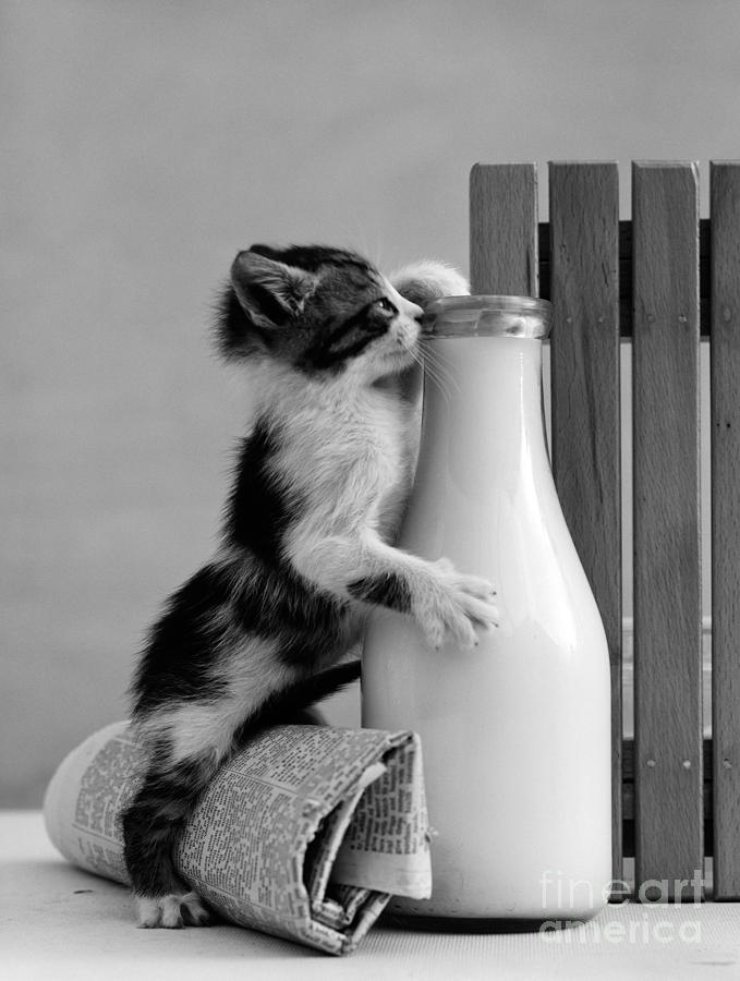 Kitten With Paw In Milk Bottle, C.1960s Photograph by H. Armstrong Roberts/ClassicStock