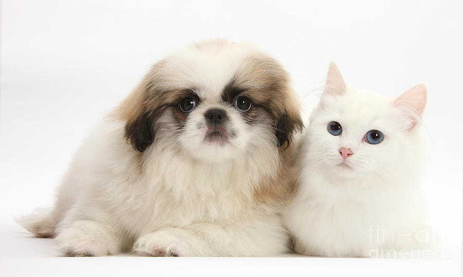Kitten With Pekinese Puppy Photograph by Mark Taylor