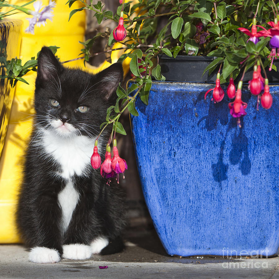 Kitten With Plants Photograph by Duncan Usher