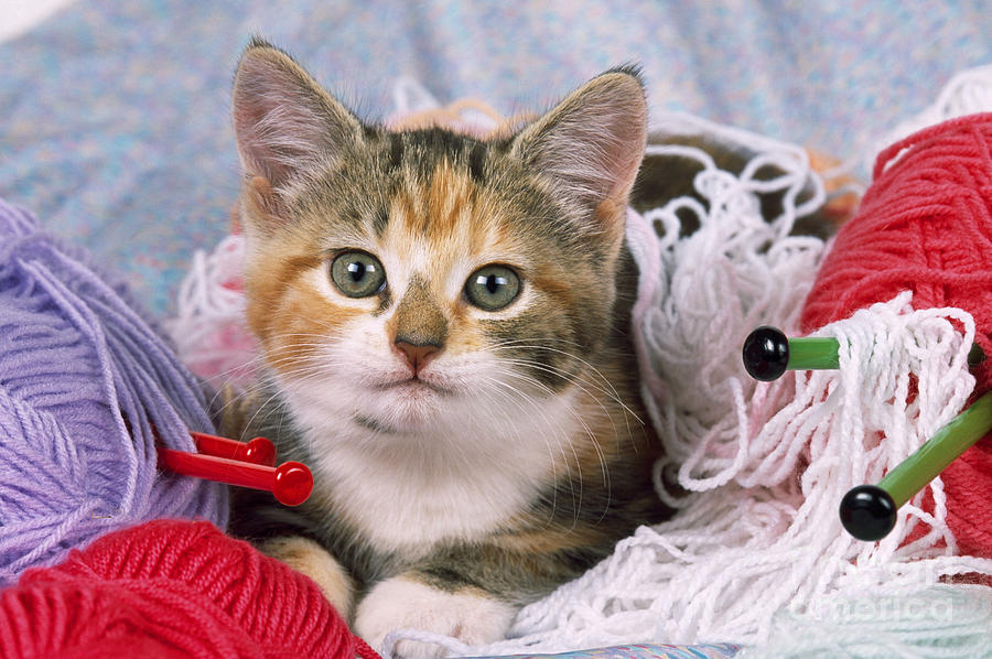Kitten With Yarn Photograph by John Daniels