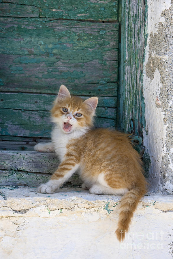 Kitten Yawning Photograph by Jean-Louis Klein & Marie-Luce Hubert