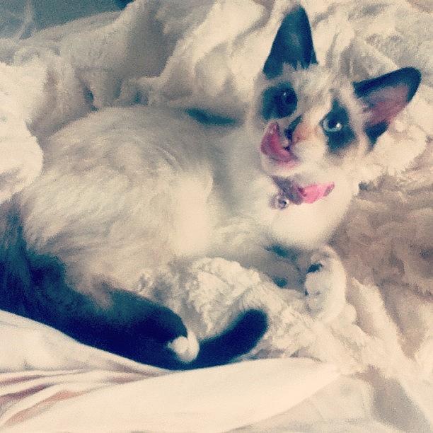 Funny Photograph - #kitten #yuki #white #funny #sweet by Danielle Black