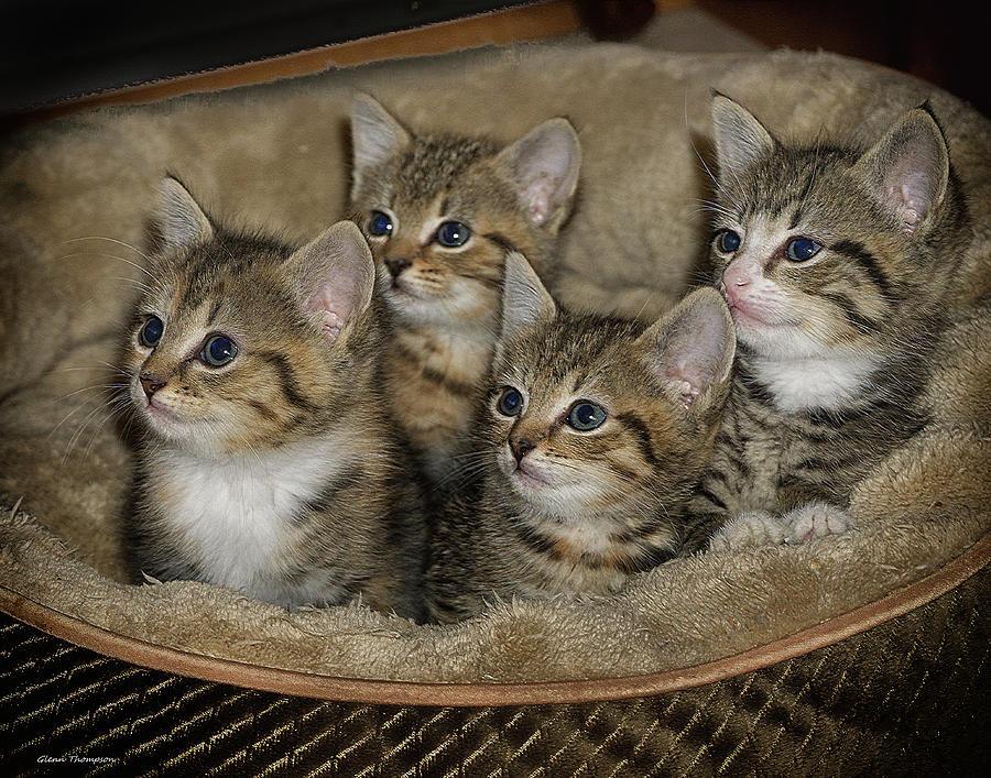 Cat Photograph - Kittens 1 by Glenn Thompson