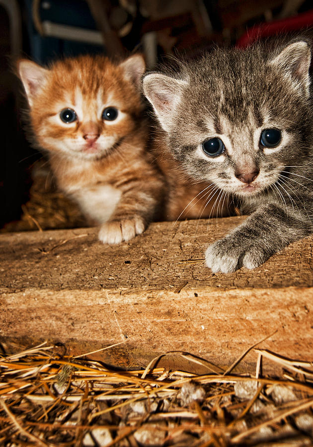 Kittens Photograph by Amber Flowers
