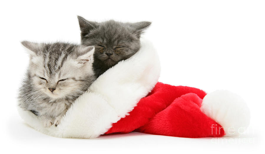 Kittens asleep in a Santa hat Photograph by Warren Photographic