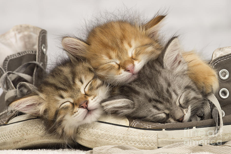 Cat Photograph - Kittens Asleep On Shoes by Jean-Michel Labat