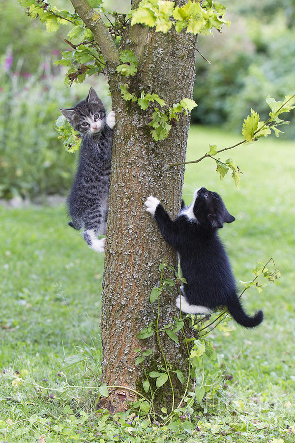 Kittens Climbing Tree Photograph by Duncan Usher