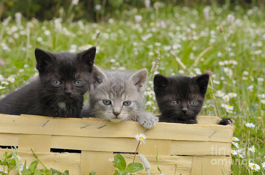 Cat Photograph - Kittens In A Basket by Stefan Meyers
