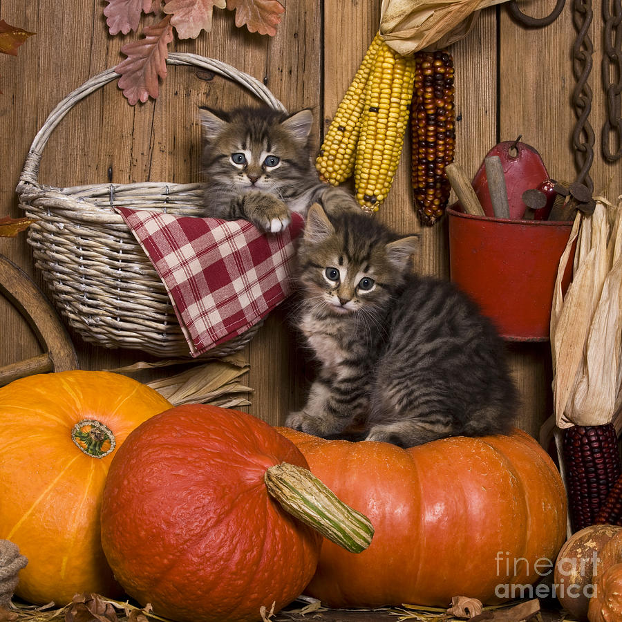 Kittens In Autumn Photograph by Jean-Louis Klein & Marie-Luce Hubert