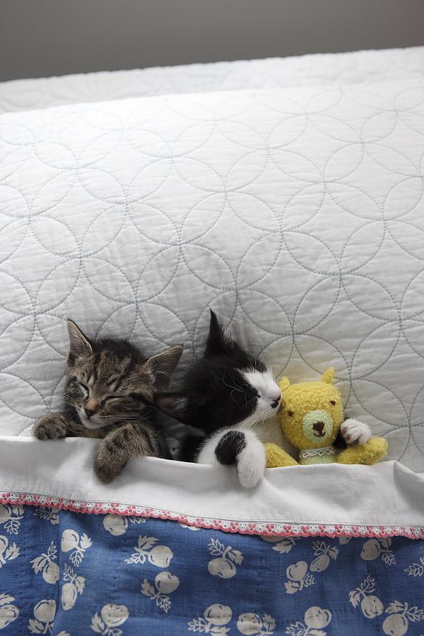 Animal Photograph - Kittens In Bed With Toy by Gillham Studios