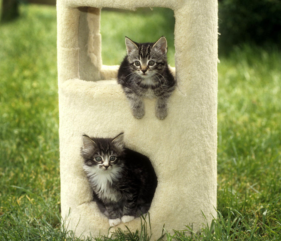 toy cat with kittens inside