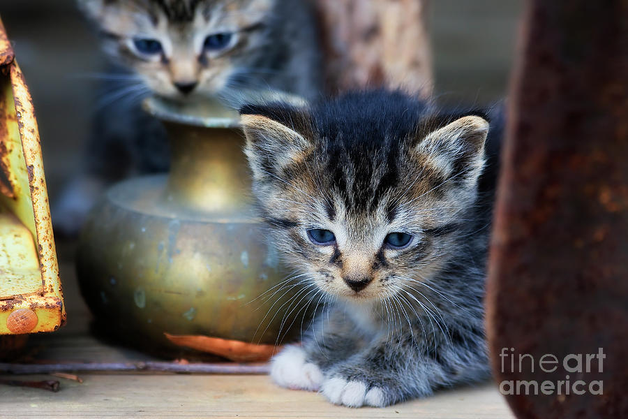 Kittens Photograph by Jill Lang