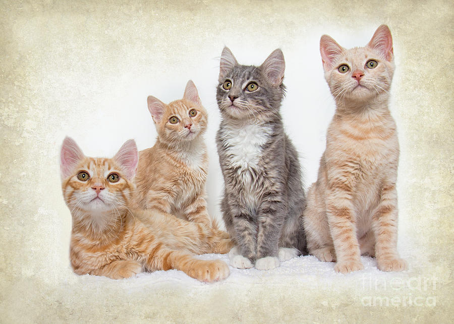 Kittens Photograph by Mimi Ditchie