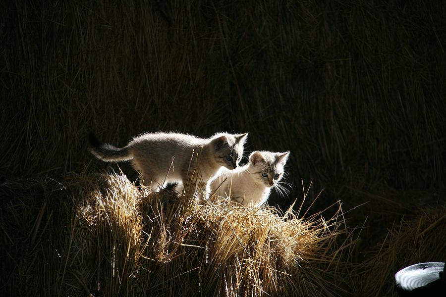 Animal Photograph - Kittens on a Hay Stack -2 by MH Ramona Swift