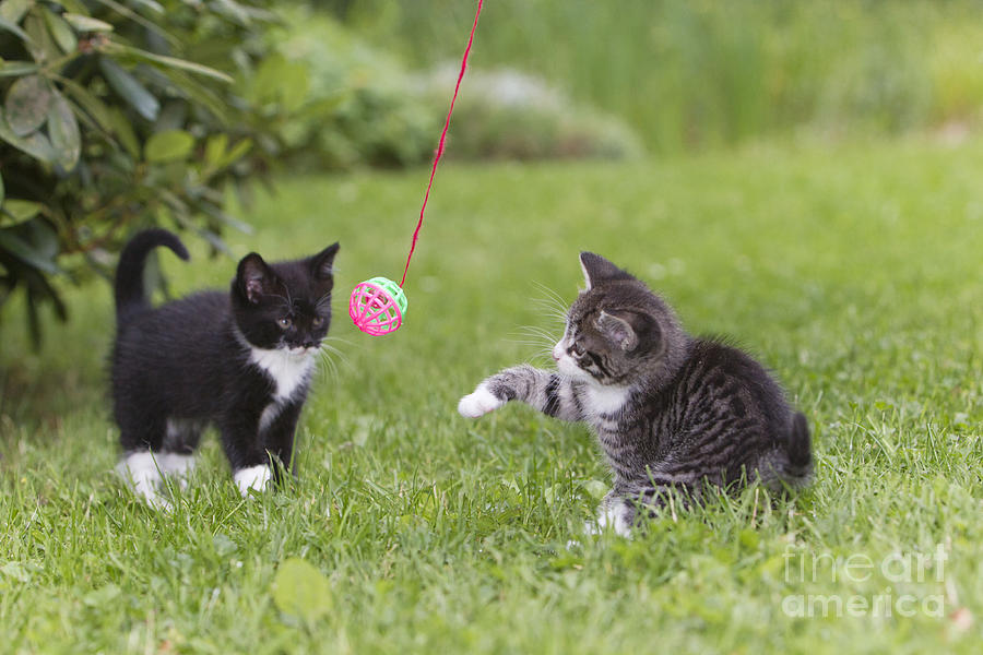 Kittens Playing Photograph by Duncan Usher