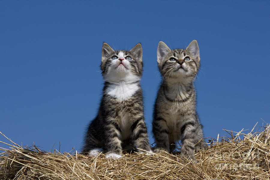 Cat Photograph - Kittens Watch A Bird by Jean-Louis Klein & Marie-Luce Hubert