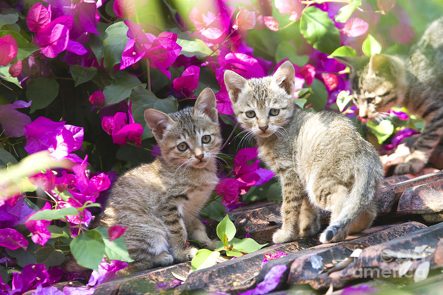 Cat Photograph - Kittens With Flowers by M. Watson