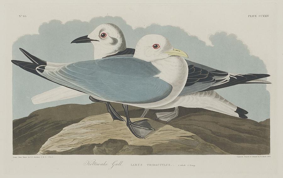 John James Audubon Drawing - Kittiwake Gull by Dreyer Wildlife Print Collections 