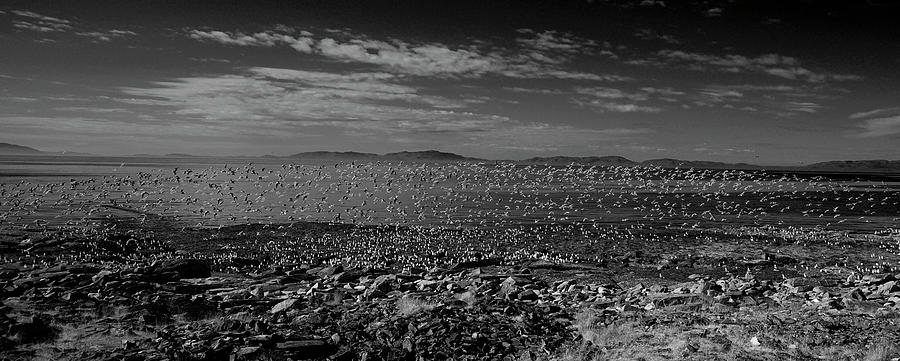 Kittiwakes and Seagulls by Pekka Sammallahti Kittiwakes and Seagulls by Pekka Sammallahti