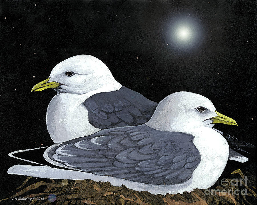 Kittiwakes Nesting Painting by Art MacKay