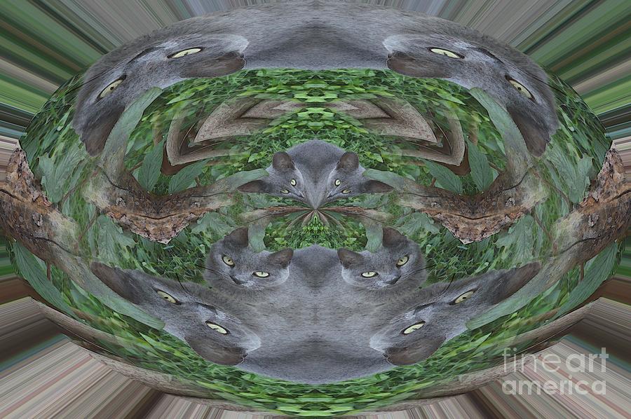 Kitty Abstract  Photograph by Beverly Shelby