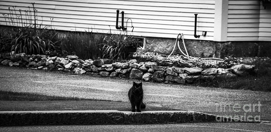 Kitty Across the Street Black and White Photograph by Marina McLain