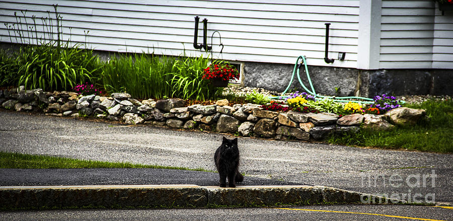 Kitty Across the Street  Photograph by Marina McLain