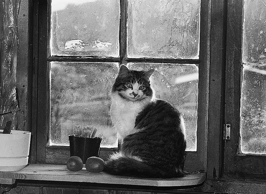 Kitty and Rain Outside Photograph by Perry Jasper - Fine Art America