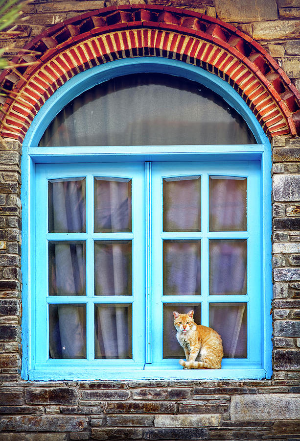 Cat Photograph - Kitty By The Window by Viktor Bogdanov