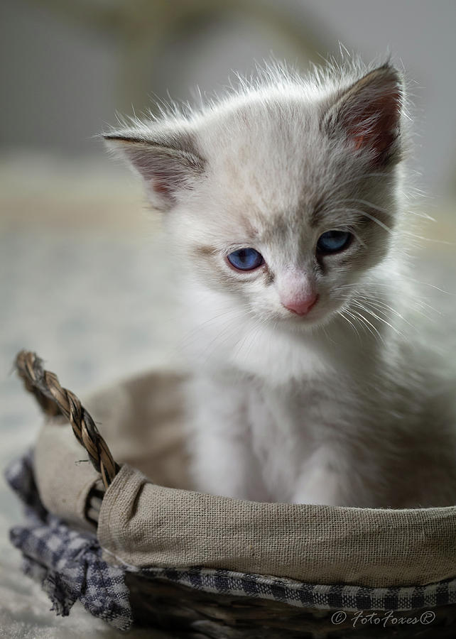 Kitty Cat Photograph by Alexander Fedin