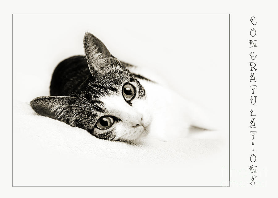 Kitty Cat Greeting Card Congratulations Photograph by Andee Design