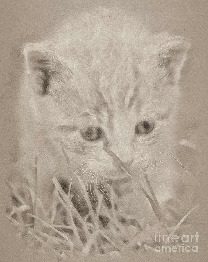 Kitty Cat Drawing