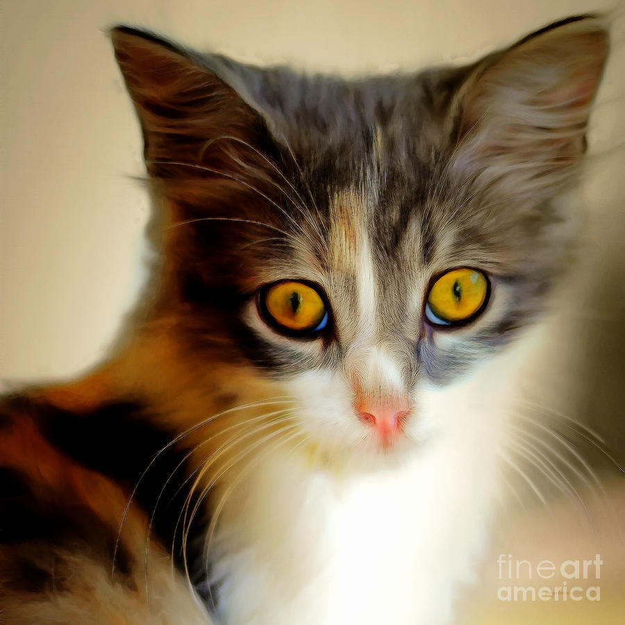 Kitty Cat Painterly 20170922 v1 square Photograph by Wingsdomain Art and Photography