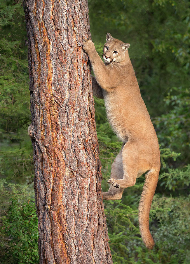 Kitty Climber Photograph by Art Cole