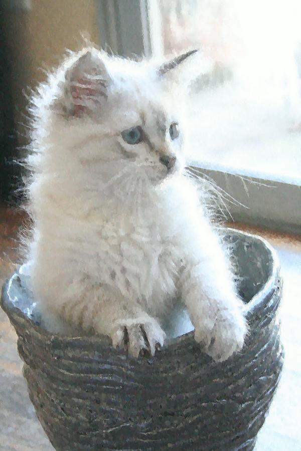 Kitty in A Pot Photograph by Katherine Erickson