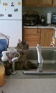 Kittens Photograph - Kitty in Sink by Jess L