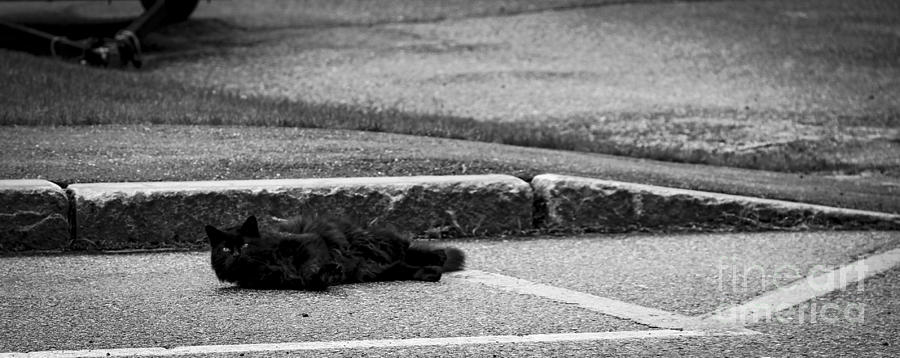 Kitty in the Street Black and White Photograph by Marina McLain