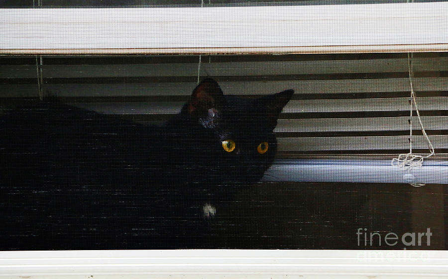 Kitty In The Window 2 Photograph