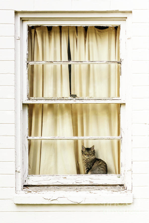 Kitty In The Window Photograph by Paul Conrad - Pixels