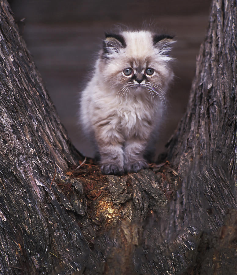 Kitty in Tree Photograph by Joe  Palermo