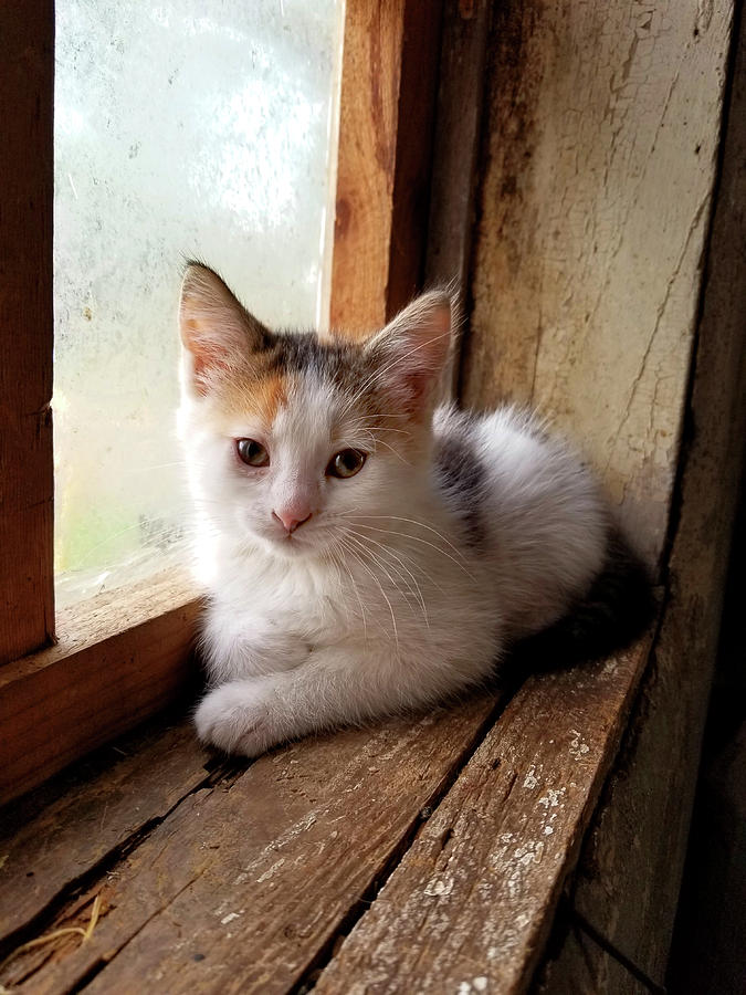 Kitty in Window Photograph by Brook Burling