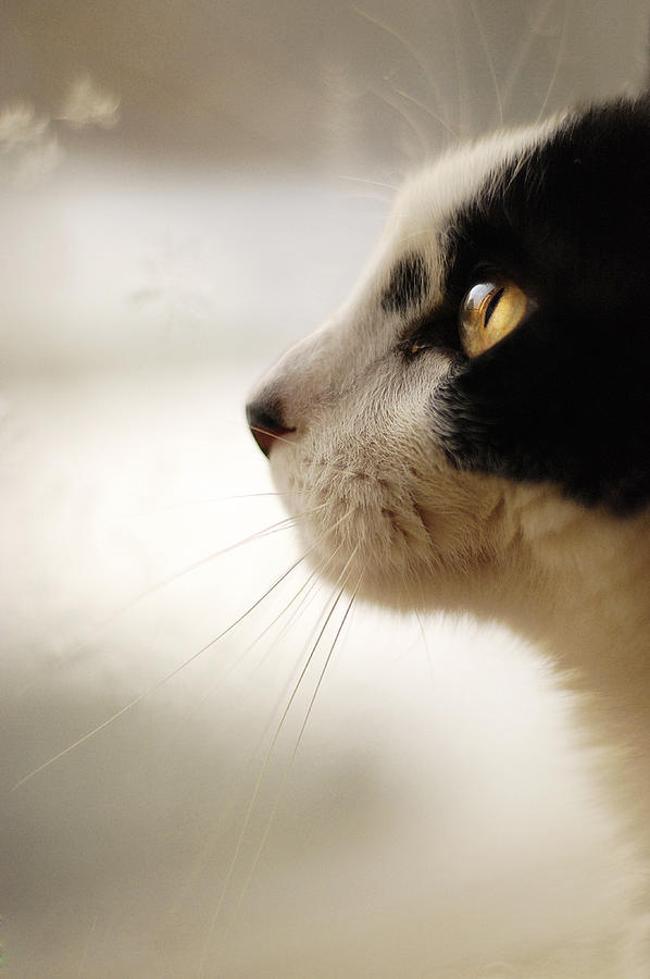 Cat Photograph - Kitty by Art of Invi