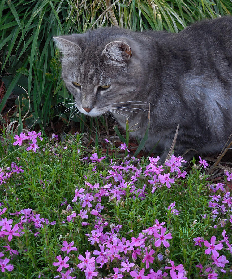 Kitty n Flower Patch Photograph by W James Mortensen