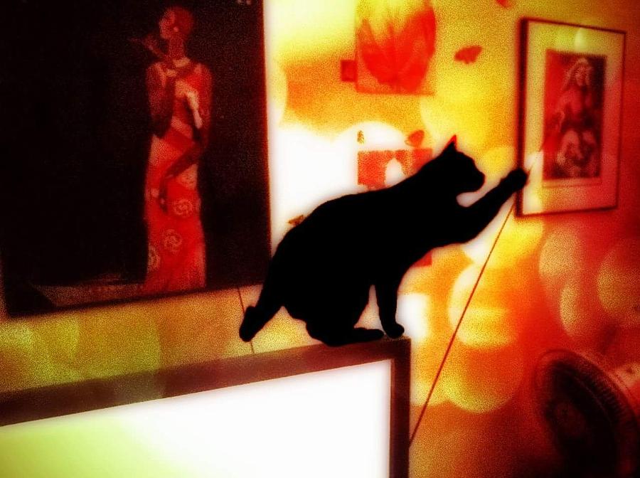 Kitty On Tv Photograph