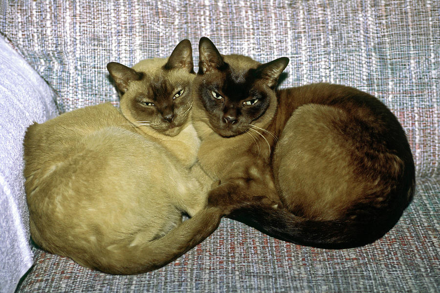 Kitty Pals Photograph by Sally Weigand