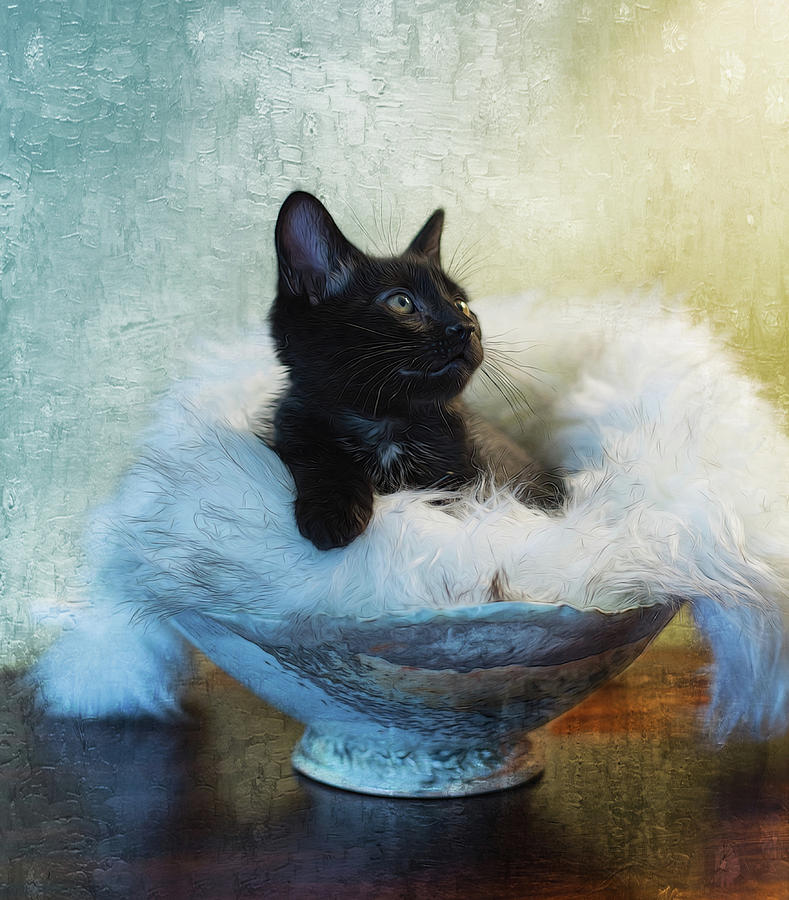 Kitty Portrait Photograph by Jackie Sajewski